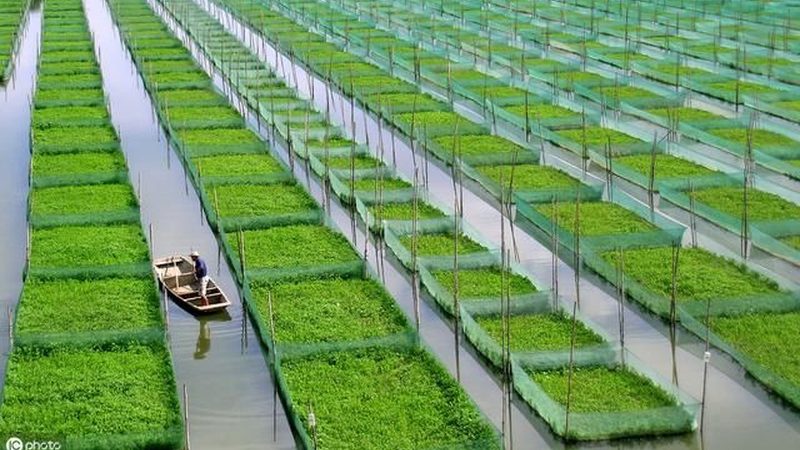 农业项目风险评估报告：撰写要点与注意事项