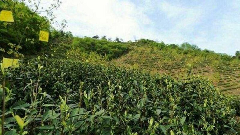 玻璃温室大棚：打造现代农业的“暖房