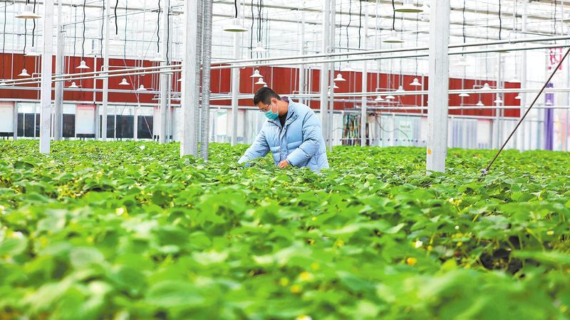 蔬菜直播选品：规格参数背后的种植智慧