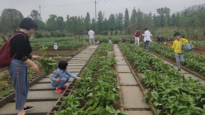 合作社与农业公司税收区别：政策解析与实操要点