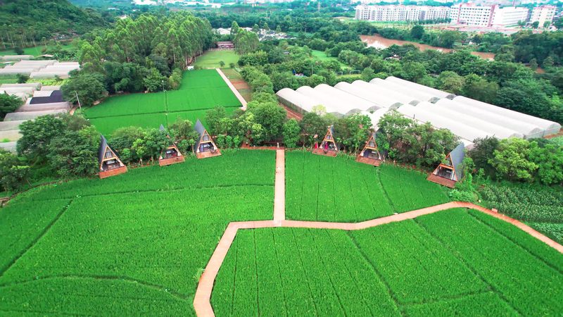 山东水果种植合作社：年收入增长背后的秘密**
