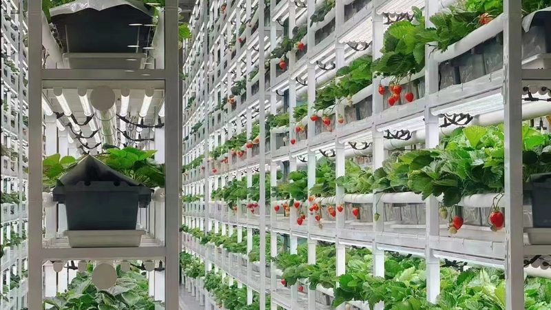 农产品营销渠道价格对比：揭秘不同渠道的优劣势